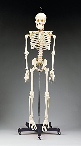 Gráfico Anatómico 000000 ch95 'presupuesto de Bart esqueleto óseo Modelo, 127 cm H