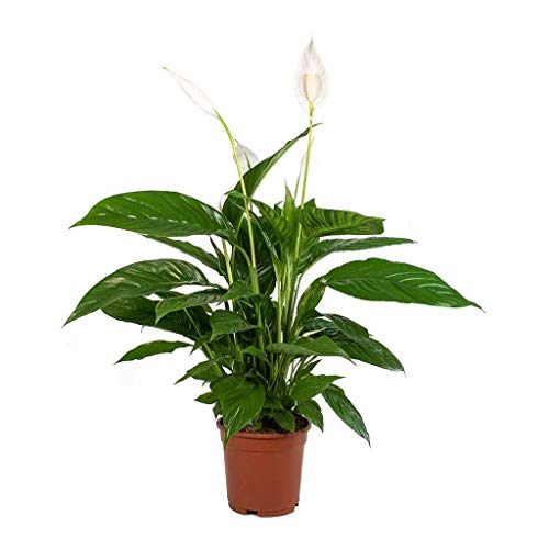 DECOALIVE Spathiphyllum Planta de Interior Natural Altura 40cm Lirio de la Paz Espatifilo Planta con Flor Blanca