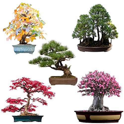 Semillas de bonsái excepcionales con una alta tasa de germinación - Set de semillas de plantas para tu propio árbol de bonsái (set de 5 piezas, guía electrónica GRATUITA)