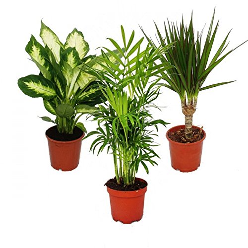 Indoor Plant Mix II Set of 3, 1x Dieffenbachia, 1x Chamaedorea (Mountain Palm) 1x Dracena Marginata (Dragon Tree), 10-12cm Pot