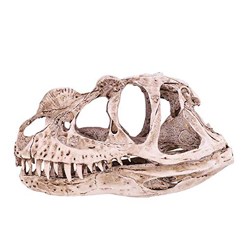 Niunion Modelo de cráneo de Dinosaurio, Resina Modelo de cráneo de Dinosaurio Esqueleto de Animal simulado Decoración de la Oficina en casa Artesanía Enseñanza Prop