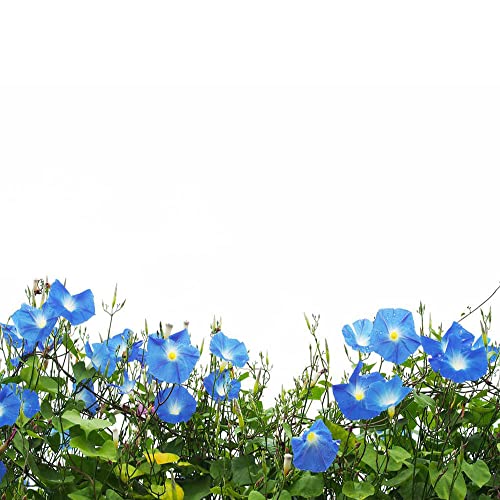 150 piezas reliquia Semillas de gloria de la mañana azul hermoso balcón Las flores ornamentales esenciales que se plantan patio tienen un alto valor ornamental que brindan disfrute visual