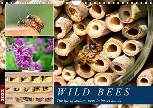 Wild Bees – La vida de las abejas solitarias en insectos hoteles (calendario de pared 2022 DIN A4 paisaje)