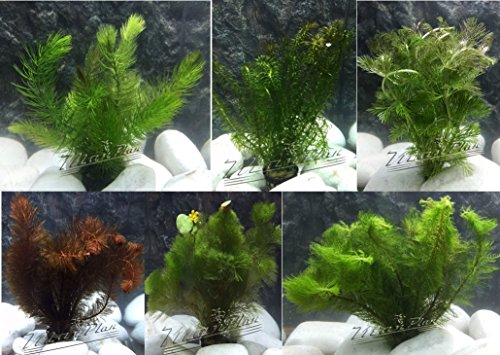 10 Plantas acuáticas Oxigenantes para acuario agua dulce. Cabomba, Elodea, Ambulia, Cola de zorro, Miriophillum.