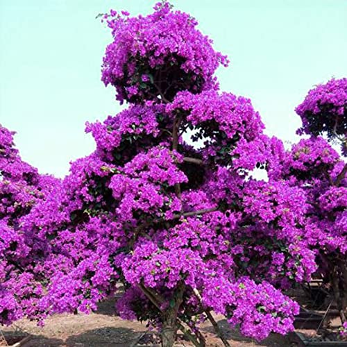 Semillas de flores de jardín, semillas de plantas de prado de flores silvestres, 100pcs / bag Semillas de buganvillas Neutral trepadoras medianas Sun Georgic Seeds for Yard - Purple